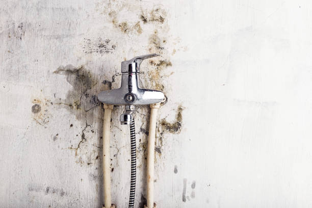 Best Fast Mold Removal  in Level Plains, AL