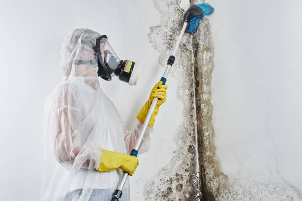 Best Certified Mold Removal  in Level Plains, AL