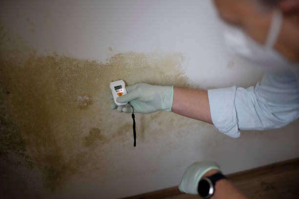 Best Mold Testing  in Level Plains, AL