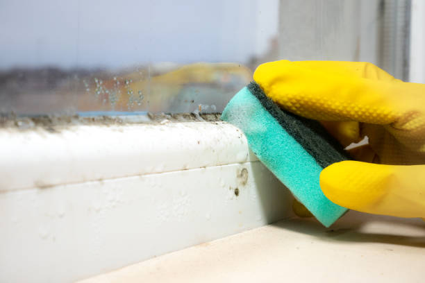 Best Residential Mold Removal  in Level Plains, AL