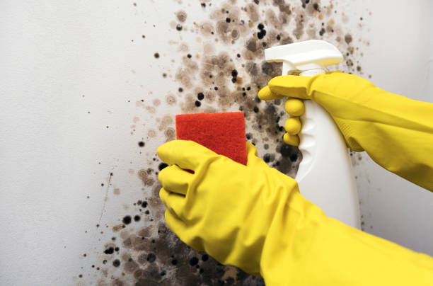 Best Office Mold Removal Services  in Level Plains, AL