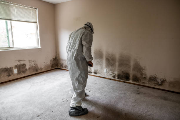 Home Mold Removal in Level Plains, AL
