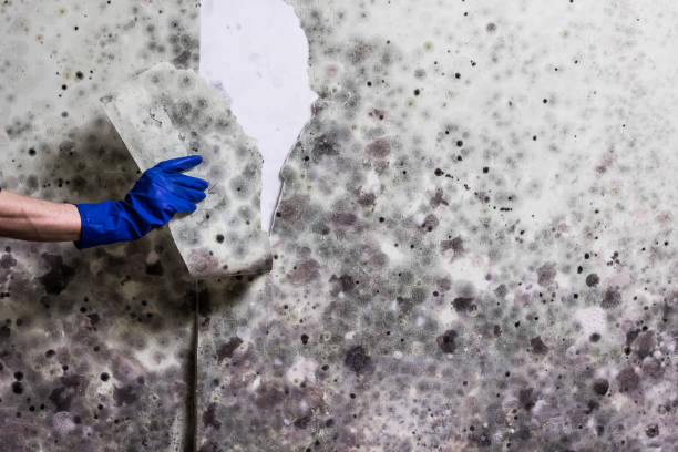 Best Attic Mold Removal  in Level Plains, AL