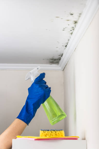 Best Mold Removal Company Near Me  in Level Plains, AL